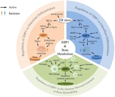 The Role of XBP1 in bone metabolism